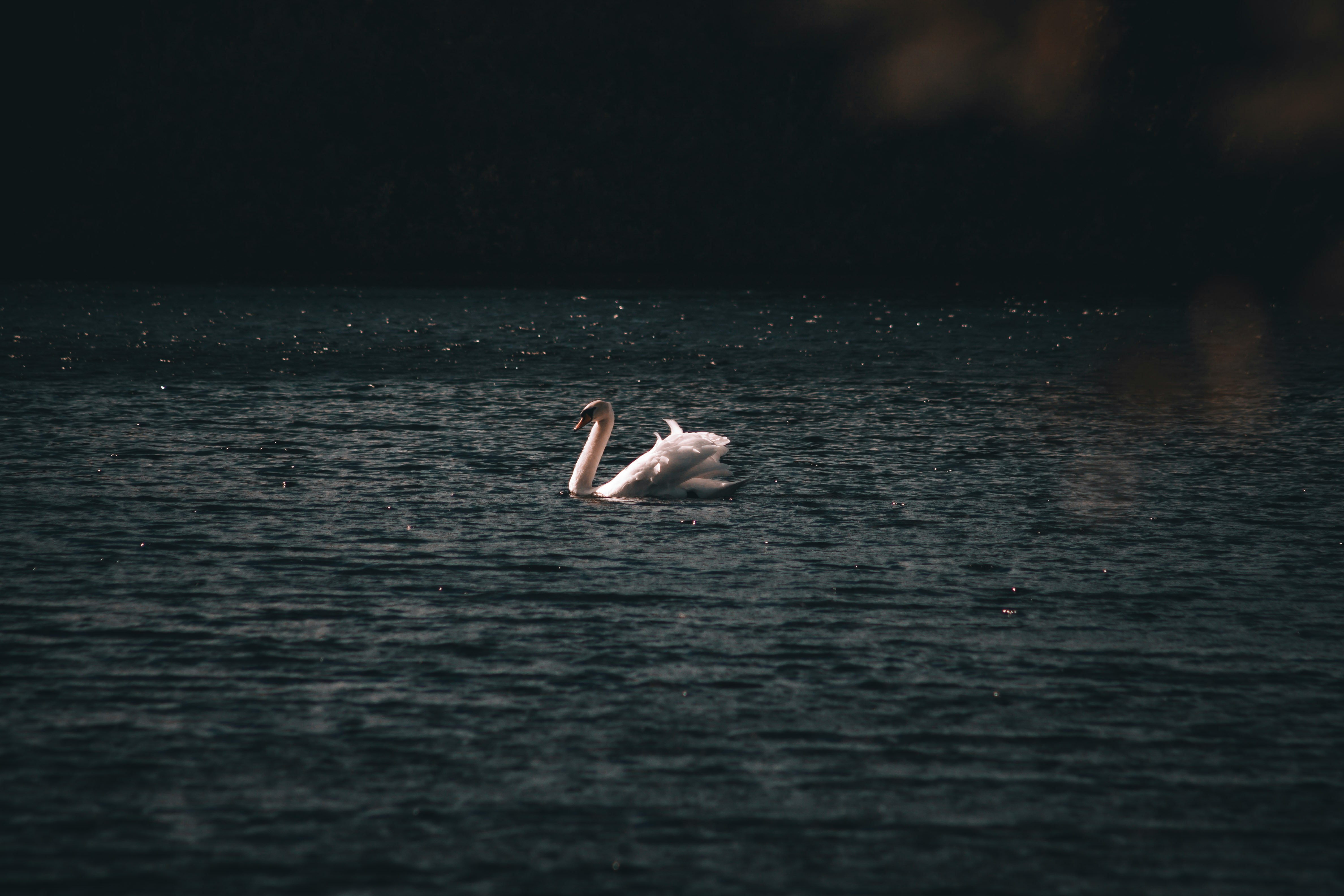 Cigni in volo